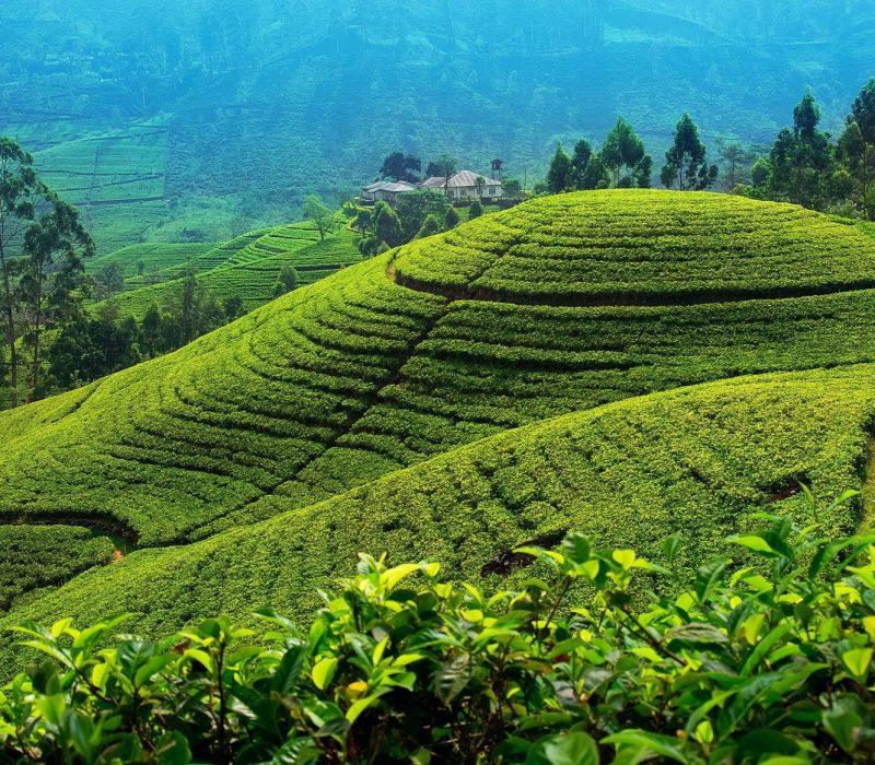 Nuwara-Eliya